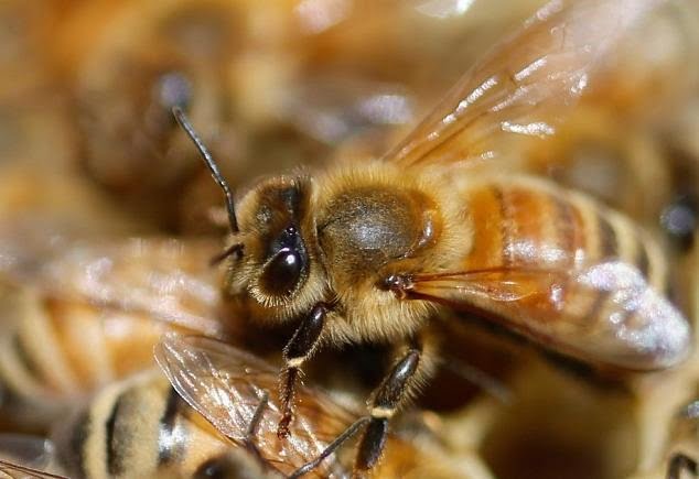 زهر زنبور عسل در طی 60 دقیقه یک نوع مهاجم از سرطان پستان را از بین می برد