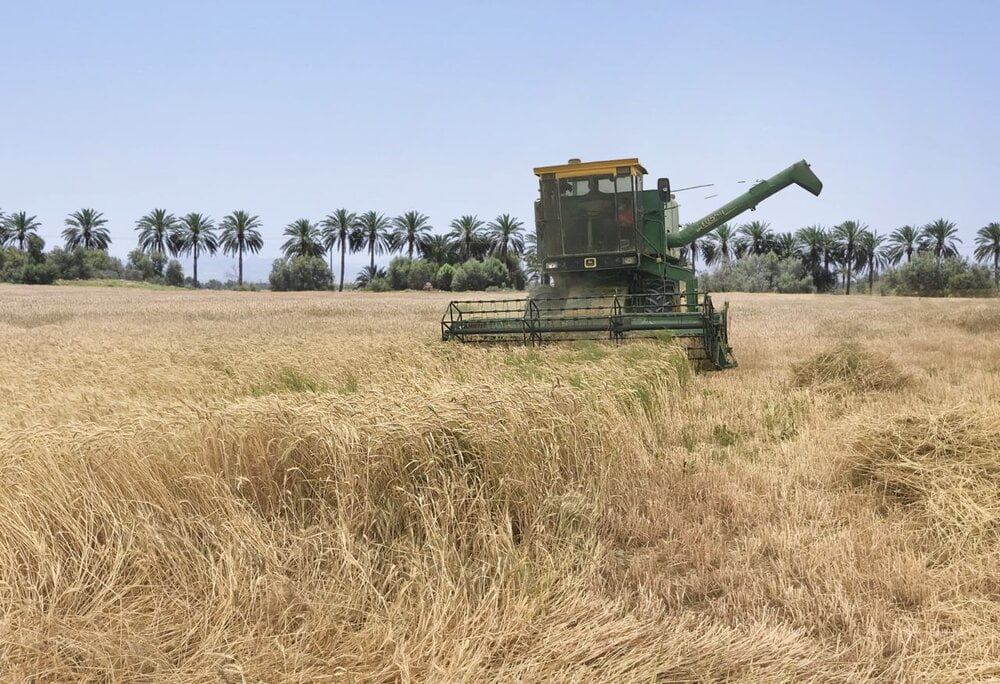 تاکید مسئولان به خرید گندم بالاتر از قیمت وارداتی از کشاورز