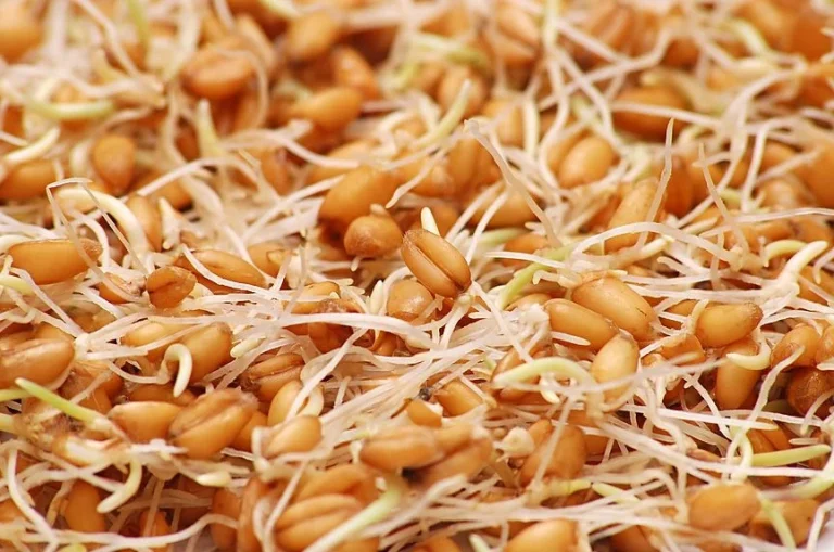 ماسک جوانه گندم برای سفید شدن پوست