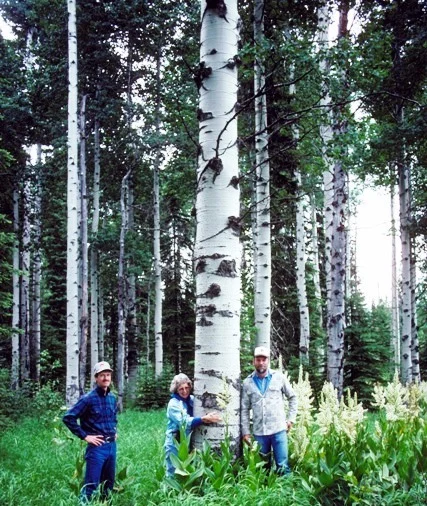 The difference between fir tree and sapidar