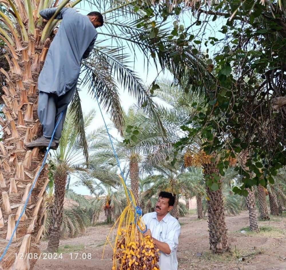 خرمای ایران به چه کشورهایی صادر می‌شود؟ / قوانین خلق‌الساعه مانع اصلی صادرات