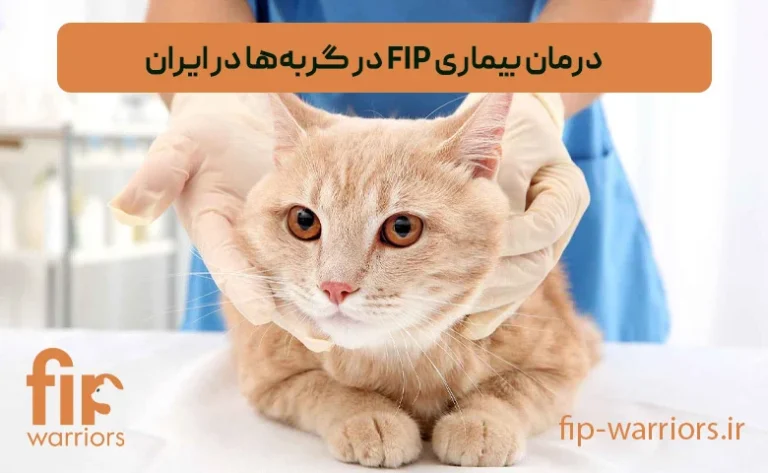 راهنمای خرید و استفاده از داروی GS-441524 برای درمان FIP
