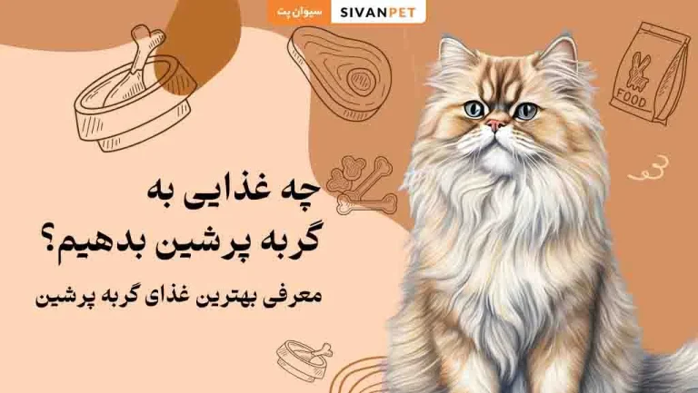 چه غذایی به گربه پرشین بدهیم؟ معرفی بهترین غذای گربه پرشین